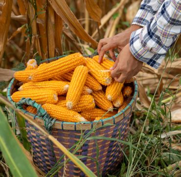 Asia woman farmer picking Corn harvesting working at corn Farm. no waste. Agricultural machines working in farmland during harvesting corn. Farming and gardening