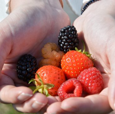 girl-holding-freshly-picked-fruit-in-her-hand-2024-11-27-17-45-28-utc