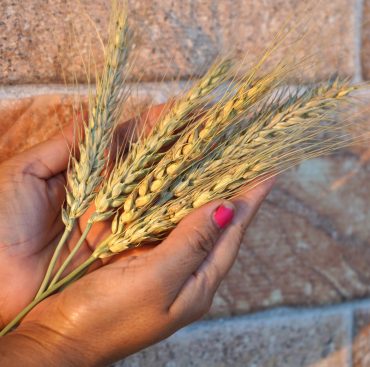 Woman holding wheat ear wheat grain in her hands.