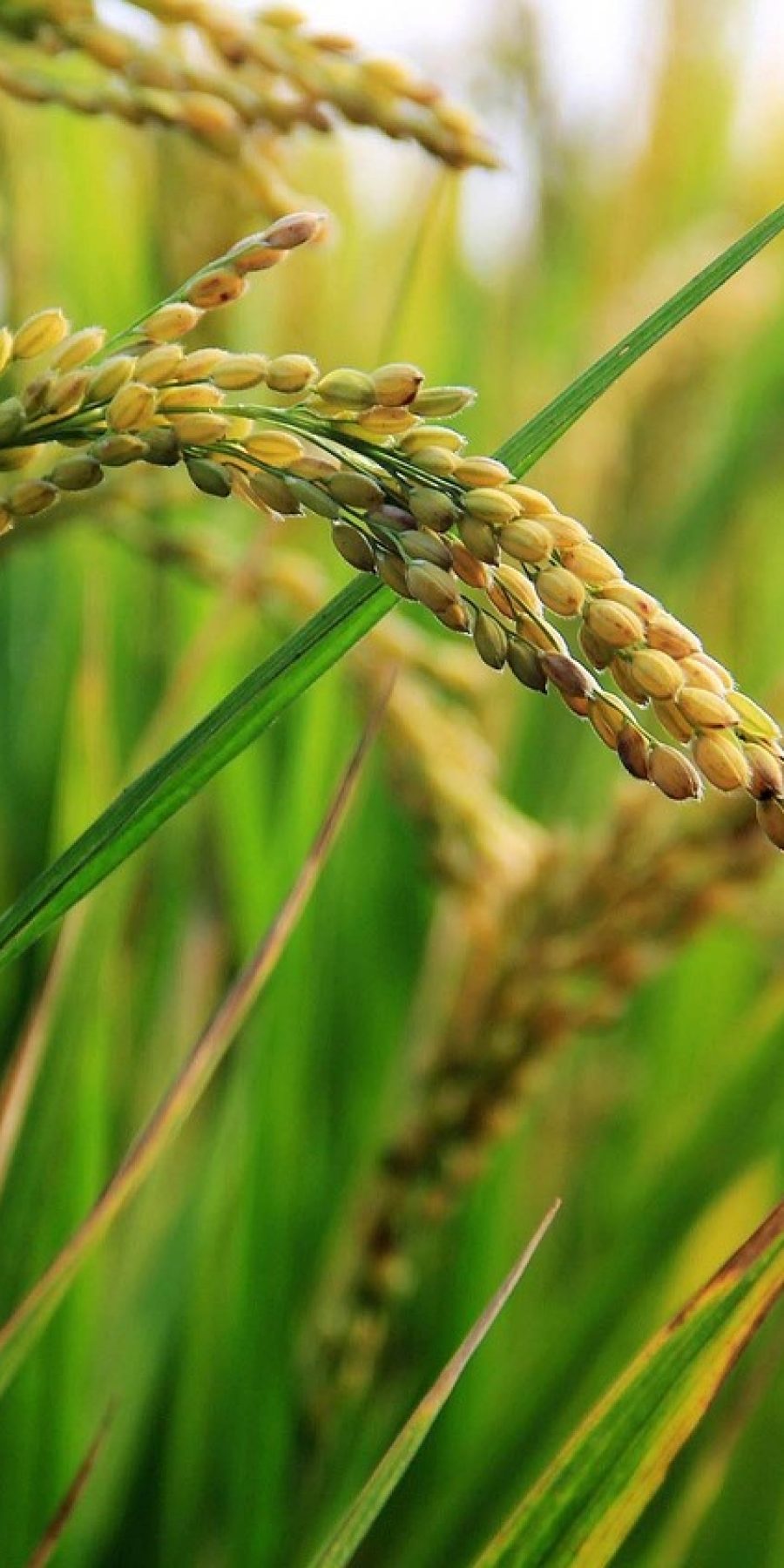 zcf428526-in-rice-field-2679153_1280